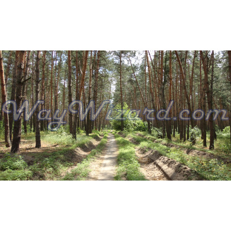 Картина «Дорога крізь сосни» — сонячний лісовий пейзаж із піщаною стежкою