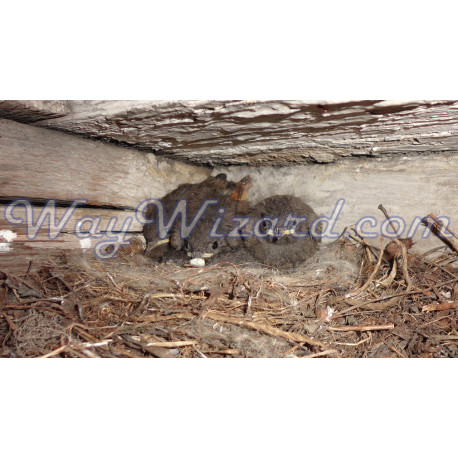 Картина «Пташенята в гнізді» — тепле приховане життя під дахом